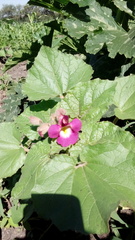 Proboscidea louisianica fragrans