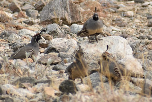 iNaturalist observation photo of Gambel's Quail