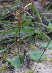 Cyrtostylis robusta