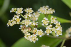 Tristaniopsis whiteana