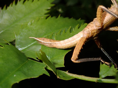 Canachus