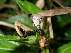 Tenodera costalis