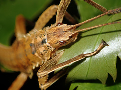 Canachus