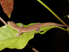 Bavayia