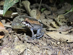 Leptodactylus pentadactylus