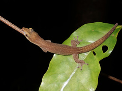 Bavayia
