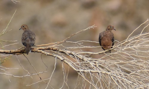 iNaturalist observation photo of Mourning Dove