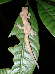 Bavayia septuiclavis