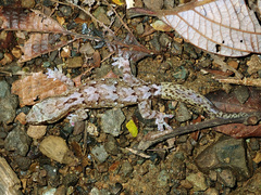 Bavayia sauvagii