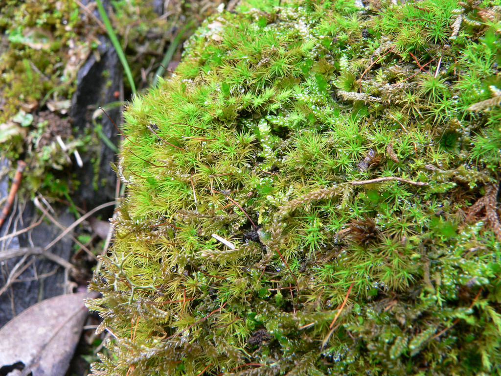 Bartramia robusta