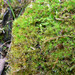Bartramia robusta - Photo (c) John Walter, algunos derechos reservados (CC BY-NC), subido por John Walter