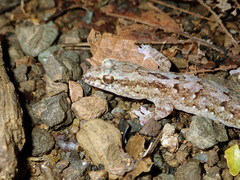 Bavayia sauvagii