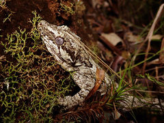 Rhacodactylus auriculatus