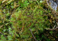 Bartramia robusta