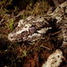Rhacodactylus - Photo (c) Jean Roger, μερικά δικαιώματα διατηρούνται (CC BY-NC-ND), uploaded by Jean Roger