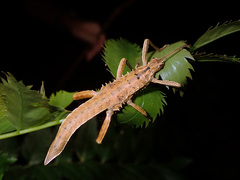 Canachus