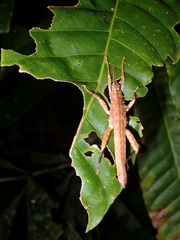 Canachus