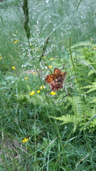 Boloria titania