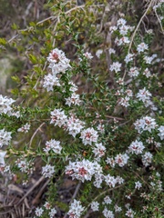 Epacris acuminata
