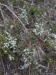 Epacris acuminata