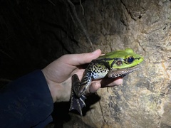 Lithobates palmipes