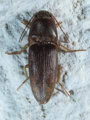 Conoderus falli