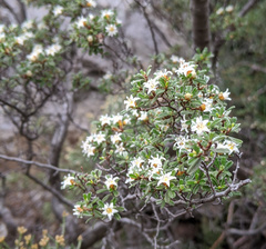 Spyridium ulicinum