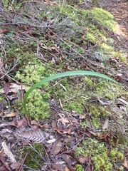 Thelymitra longifolia