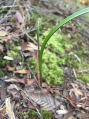Thelymitra longifolia