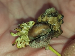 Andricus grossulariae