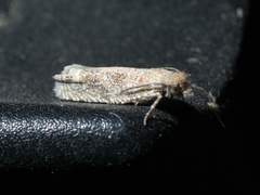 Pelochrista comatulana