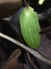 Cyrtostylis oblonga