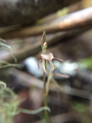 Cyrtostylis oblonga