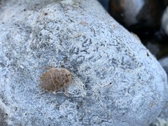 Ambrysus