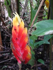 Heliconia episcopalis