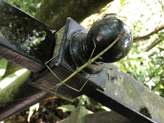 Phraortes stomphax