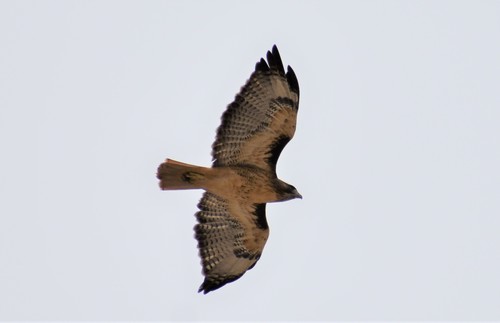 iNaturalist observation photo of Red-tailed Hawk