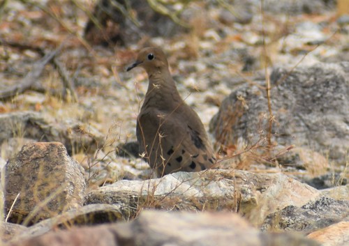 iNaturalist observation photo of Mourning Dove