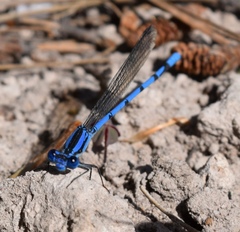 Argia pima