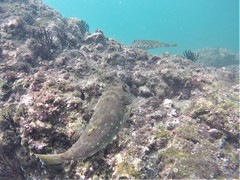 Sphoeroides lobatus