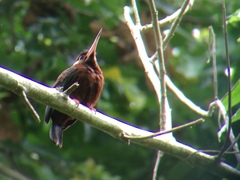Galbalcyrhynchus leucotis