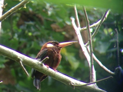 Galbalcyrhynchus leucotis