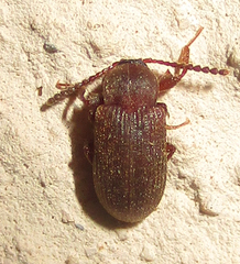 Gonocnemis