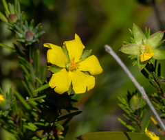 Hibbertia calycina