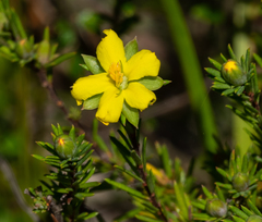 Hibbertia calycina