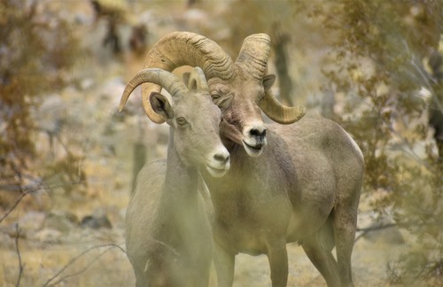 iNaturalist observation photo of Desert Bighorn Sheep