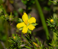 Hibbertia calycina