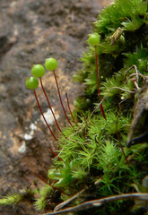 Bartramia robusta