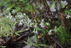 Silene foliosa