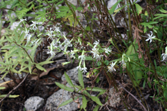 Silene foliosa